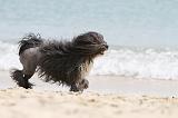 PETIT CHIEN LION 135